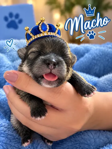 Filhotes de Lulu da pomerania