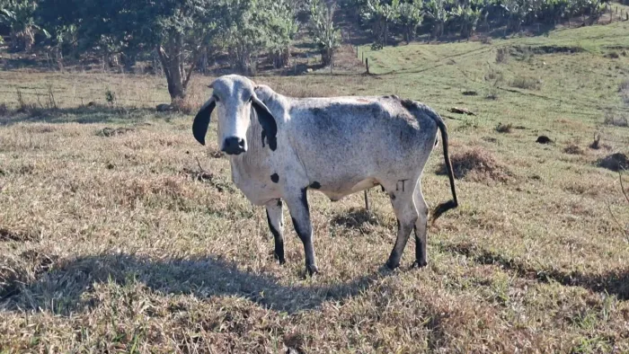 Novilha girolanda amojando