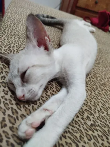 gatinhas para adoção