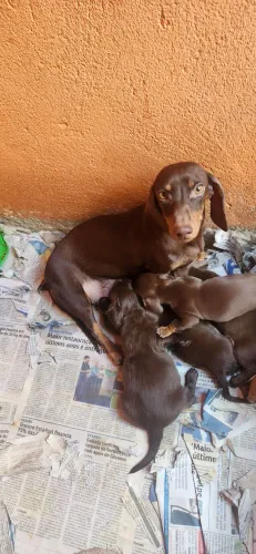 BASSET COFAP CHOCOLATE (DANCHUND) PERFEITOS MACHOS E FÊMEA.