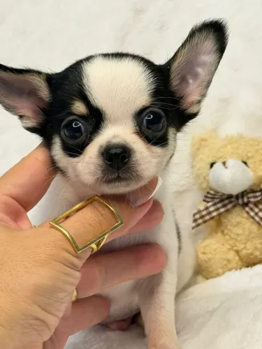 Chihuahua menino tricolor. Um pitico de pura fofura!