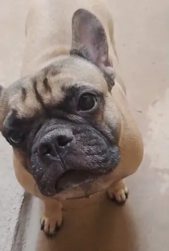 Procura Bulldog francês macho