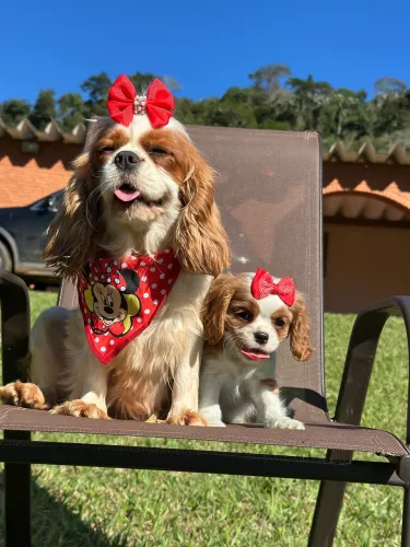 Cavalier king charles