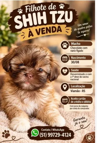 Vendo filhotes de Shitzu machos