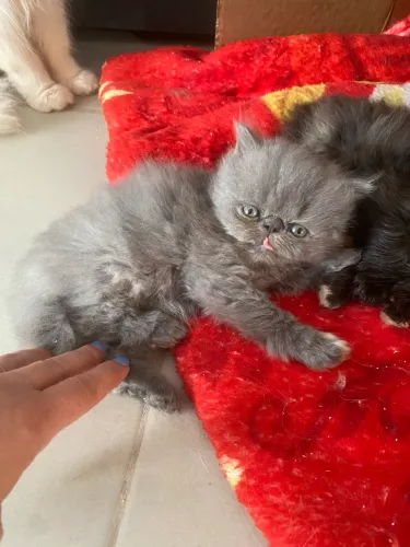 Filhote gato persa