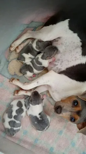 Fox Paulistinha machos 