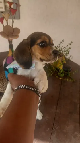 Fofura de Beagle miniatura fêmea. Oportunidade