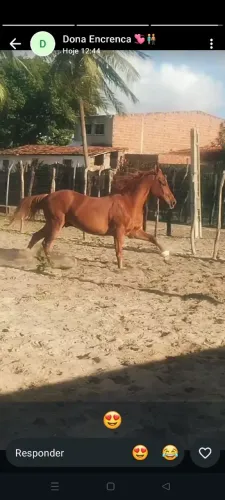 Cavalo