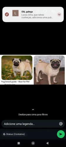 Procuro pug macho  pra cruzar com a minha