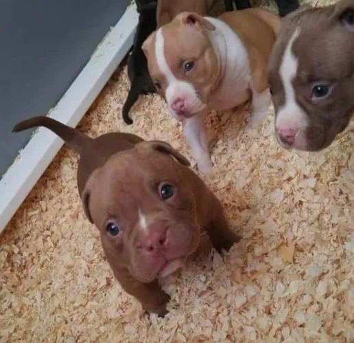Filhote de pit bul