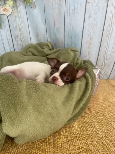 Chihuahua pelo curto