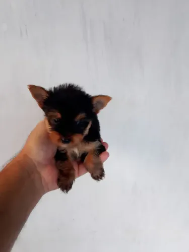 Lindo yorkshire micro macho