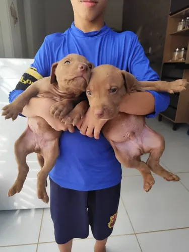 Vende-se filhotes de pit monster.