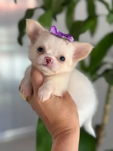 Chihuahua Pelo Longo - Princesa Disponível.