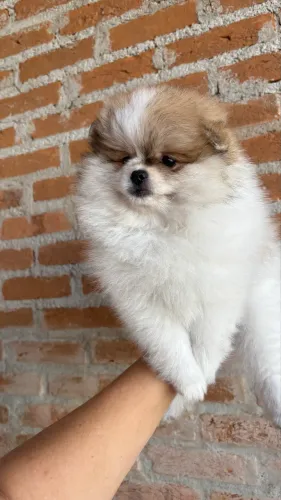 Spitz Alemão, fêmea, Lulu da Pomerania 