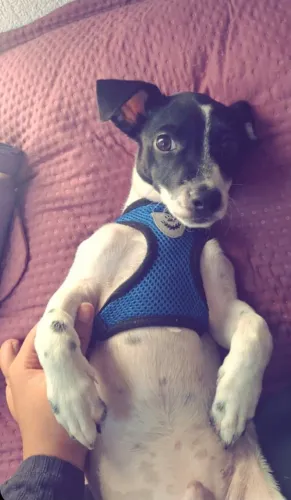 Adoção de cachorro