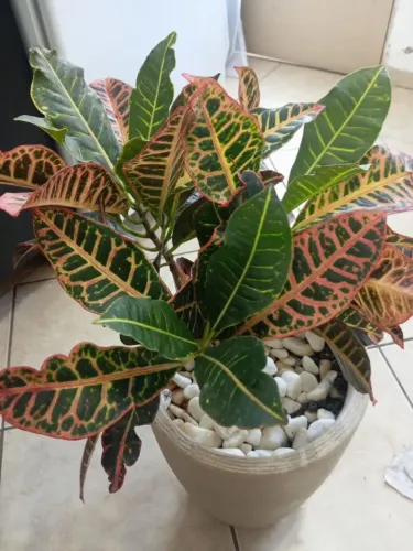 Vaso de Planta Croton Decorativa