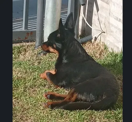 Passeador de cães 