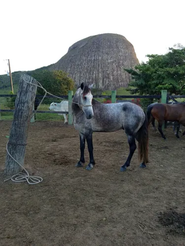 Cavalo puro de marcha picada