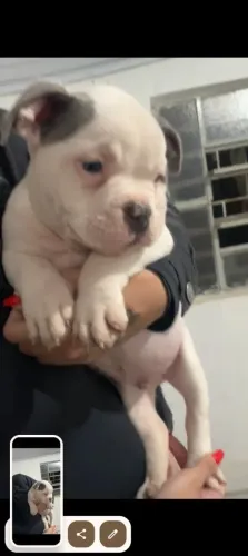 Filhote American Bully 