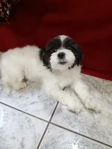 Cachorro raça Shitzu puro a venda!