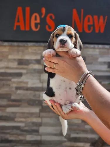 Beagle 13 Polegadas | Entrega em Londrina dia 03/02