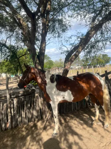 Égua mangalarga marcha picada prenha de cavalo registrada