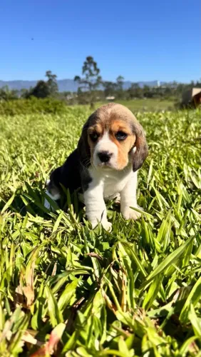 Filhote cachorro Beagle a venda