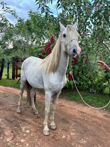 CAVALO MANGA LARGA MARCHADOR REGISTRADO