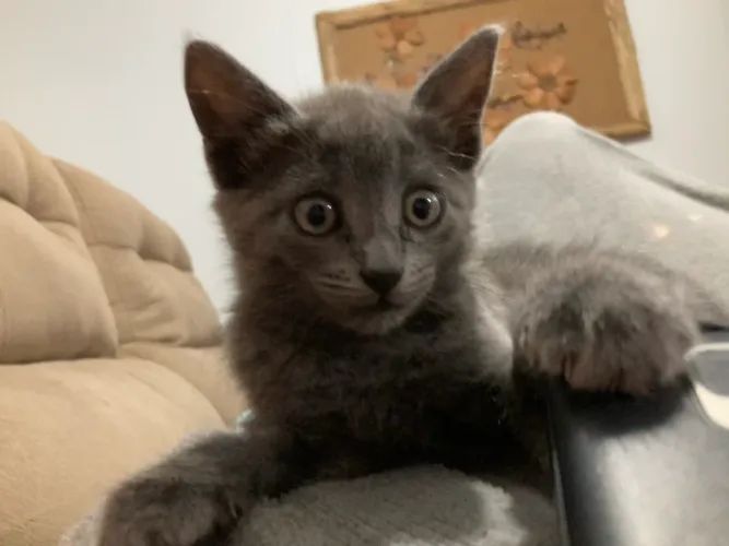 Gata cinza