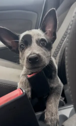 Filhote de Blue Heeler