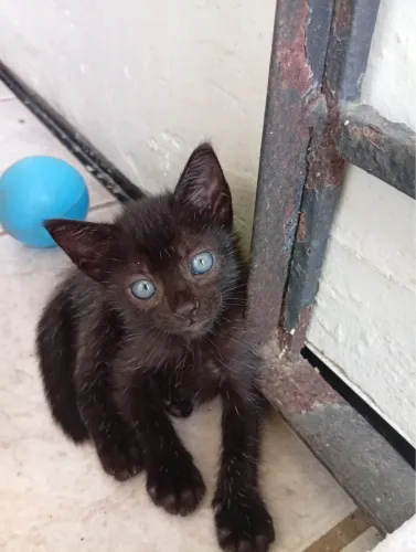Gatinho novinho
