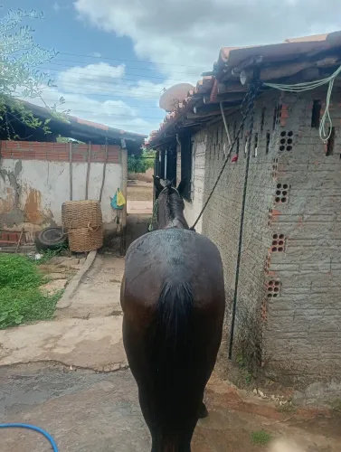 Potro de dois anos fez primeira muda agora pra vender ou trocar