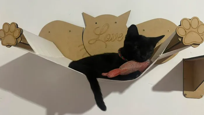Playground para gatos novo