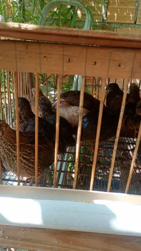Vendo casal de codornas já botando