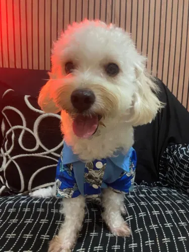 Cruzamento de pet