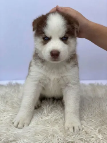 Filhote husky siberiano