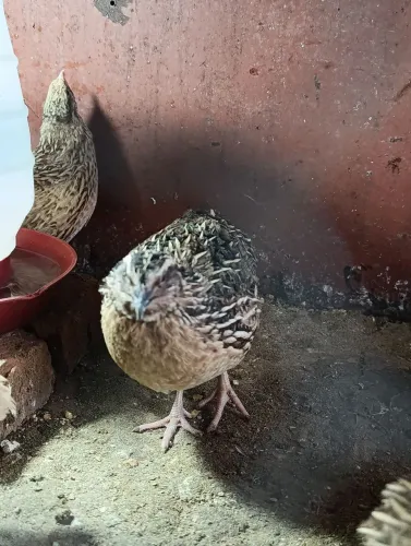 Codorna gigante macho 