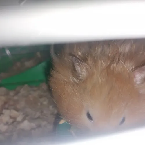 Hamster adulto manso