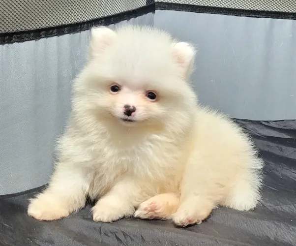 Spitz alemão mini