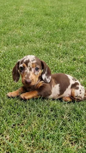 Dachshund disponíveis, o famoso Salsichinha Mofadinho