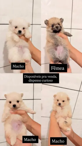 Vendo filhote macho da raça lulu da palmerania