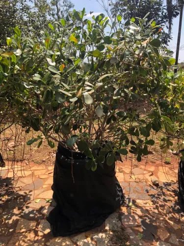 Lindo vaso grande com planta adulta (cruzia)