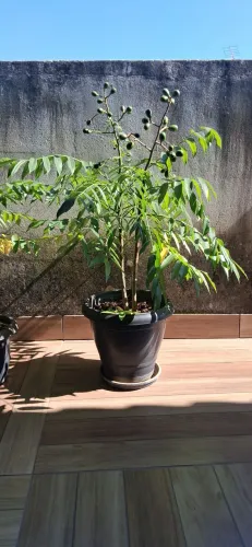 Mudas de caja mirim produzindo 