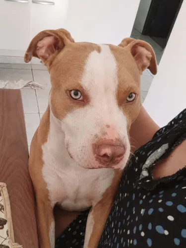 Pitbull Red Nose - 6 meses