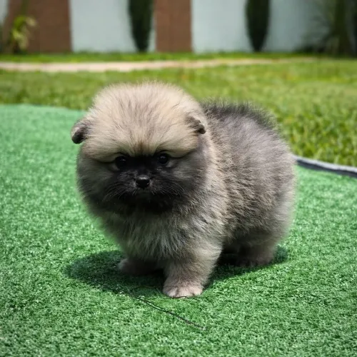 Spitz alemão macho - pedigree cbkc - alto padrão