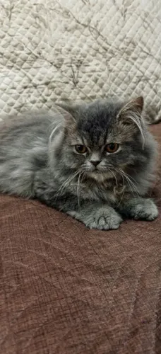 Promoção **Gato Persa**