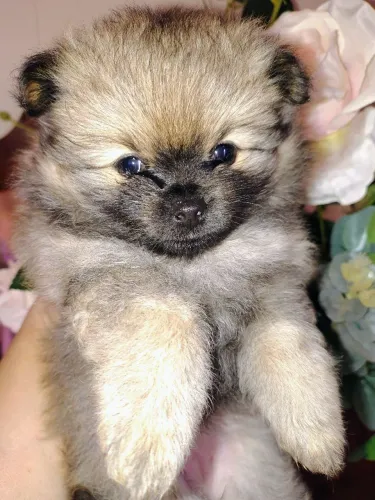 Cachorro Spitz alemão anão