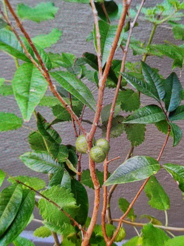 Jabuticaba 