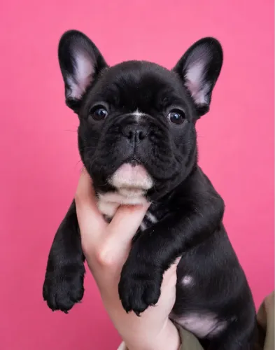 Bulldog francês filhote